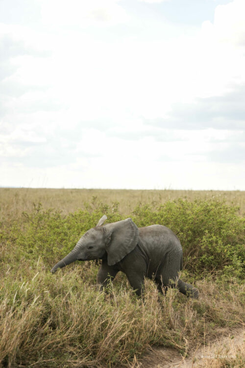 Tanzania_Luxe_Nov24_L-406