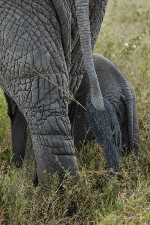 Tanzania_Luxe_Nov24_L-410