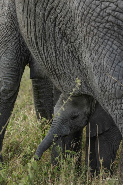 Tanzania_Luxe_Nov24_L-411
