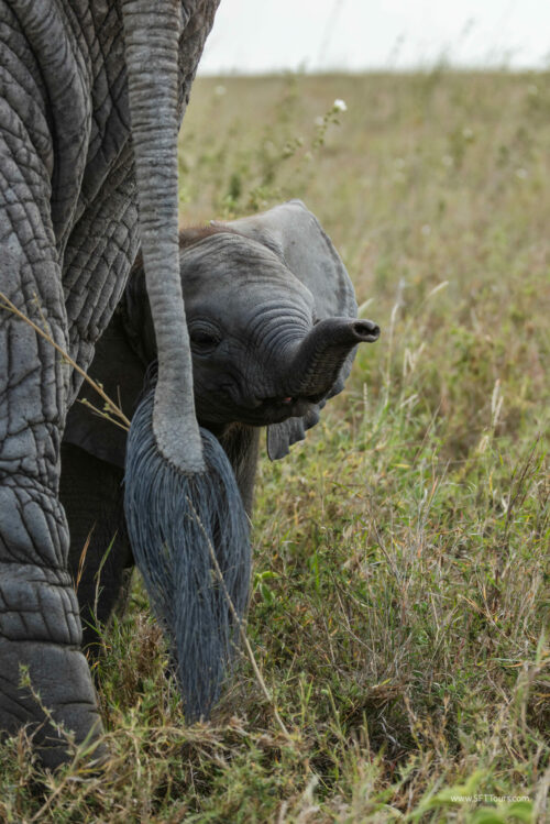 Tanzania_Luxe_Nov24_L-412