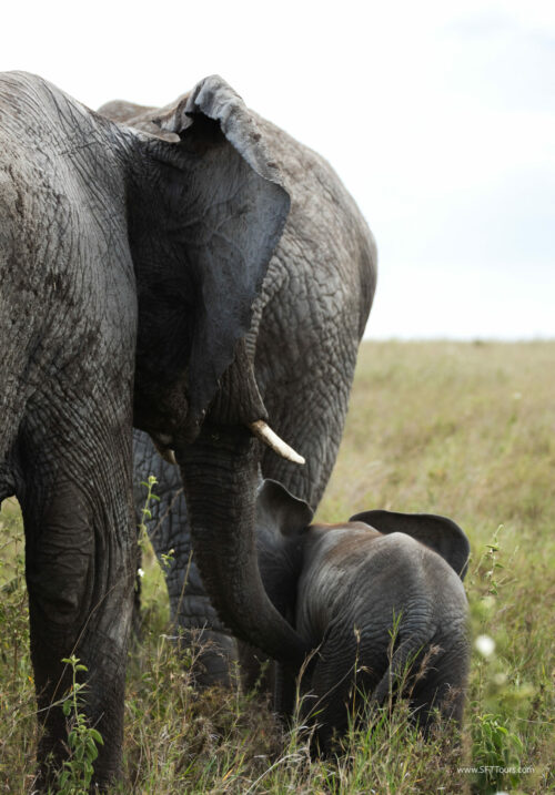 Tanzania_Luxe_Nov24_L-414