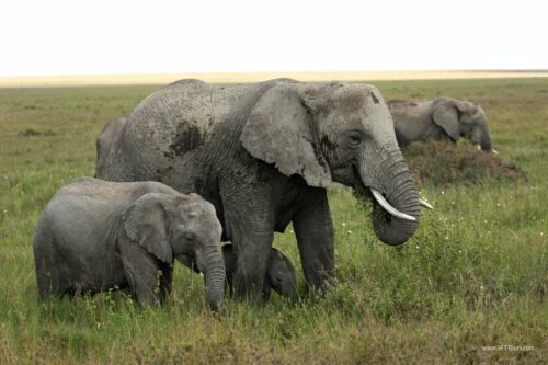Tanzania_Luxe_Nov24_L-422