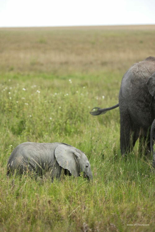 Tanzania_Luxe_Nov24_L-424