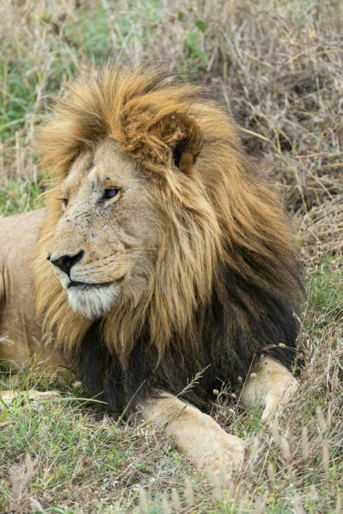 Tanzania_Luxe_Nov24_L-435