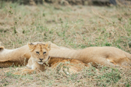 Tanzania_Luxe_Nov24_L-440