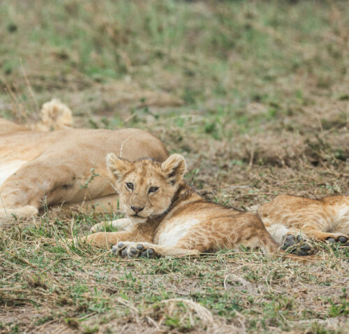 Tanzania_Luxe_Nov24_L-441