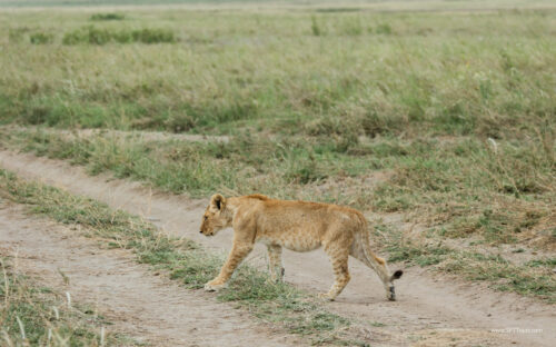 Tanzania_Luxe_Nov24_L-442