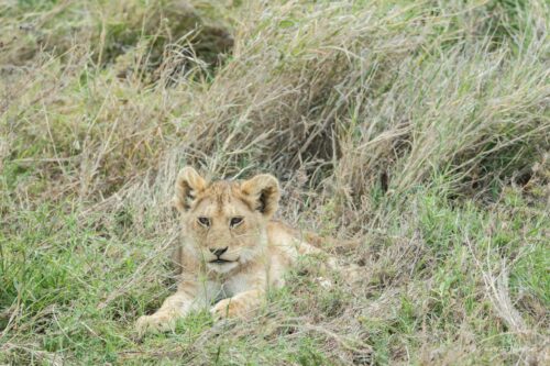 Tanzania_Luxe_Nov24_L-443