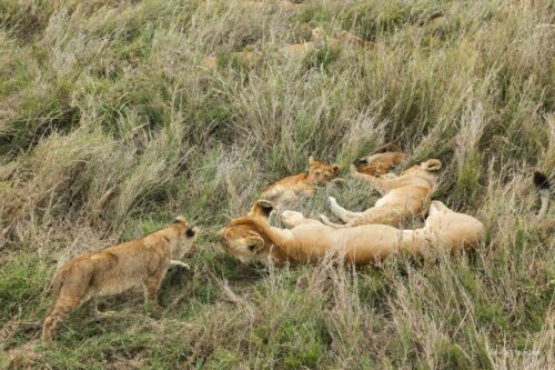 Tanzania_Luxe_Nov24_L-451