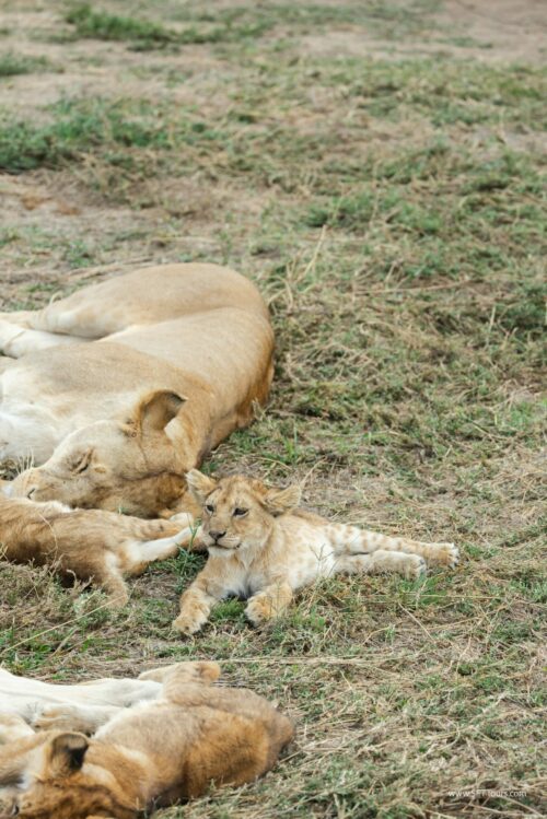 Tanzania_Luxe_Nov24_L-453