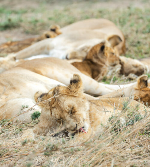 Tanzania_Luxe_Nov24_L-454