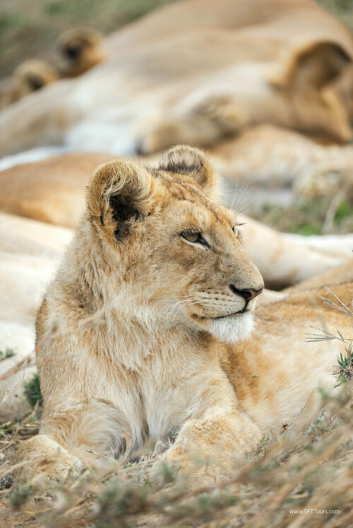 Tanzania_Luxe_Nov24_L-456