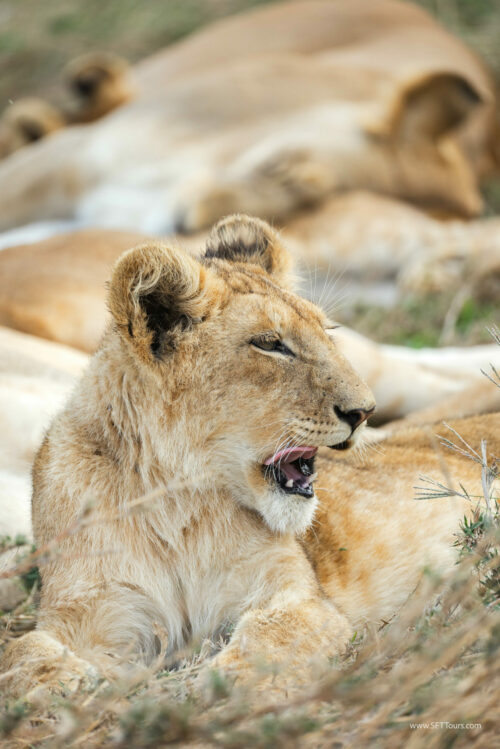 Tanzania_Luxe_Nov24_L-457