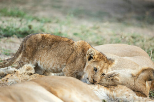 Tanzania_Luxe_Nov24_L-461