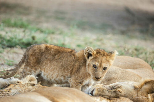 Tanzania_Luxe_Nov24_L-462