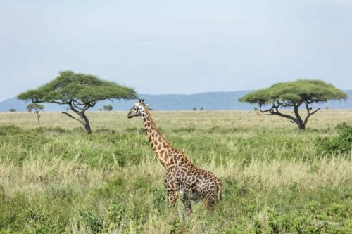Tanzania_Luxe_Nov24_L-502