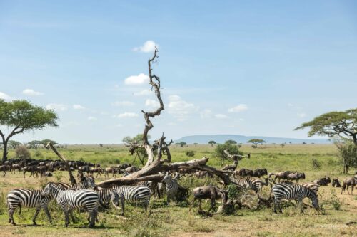 Tanzania_Luxe_Nov24_L-505