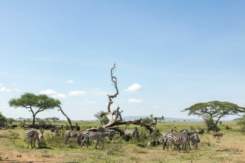 Tanzania_Luxe_Nov24_L-509