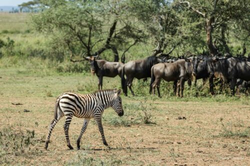 Tanzania_Luxe_Nov24_L-510