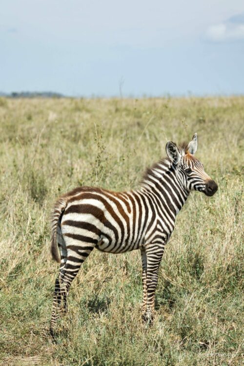 Tanzania_Luxe_Nov24_L-511