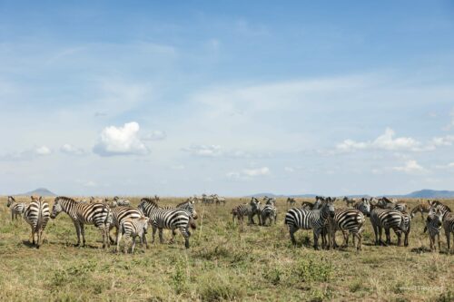 Tanzania_Luxe_Nov24_L-514