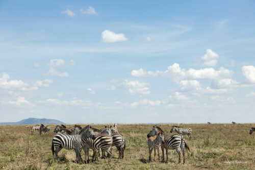 Tanzania_Luxe_Nov24_L-515