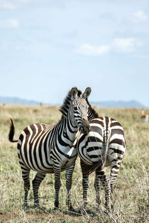 Tanzania_Luxe_Nov24_L-516
