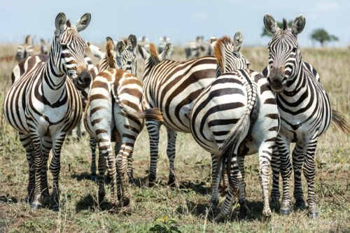 Tanzania_Luxe_Nov24_L-519