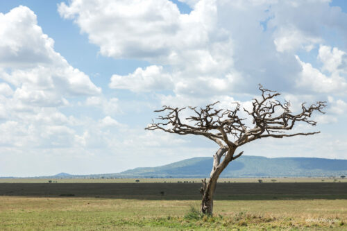 Tanzania_Luxe_Nov24_L-521