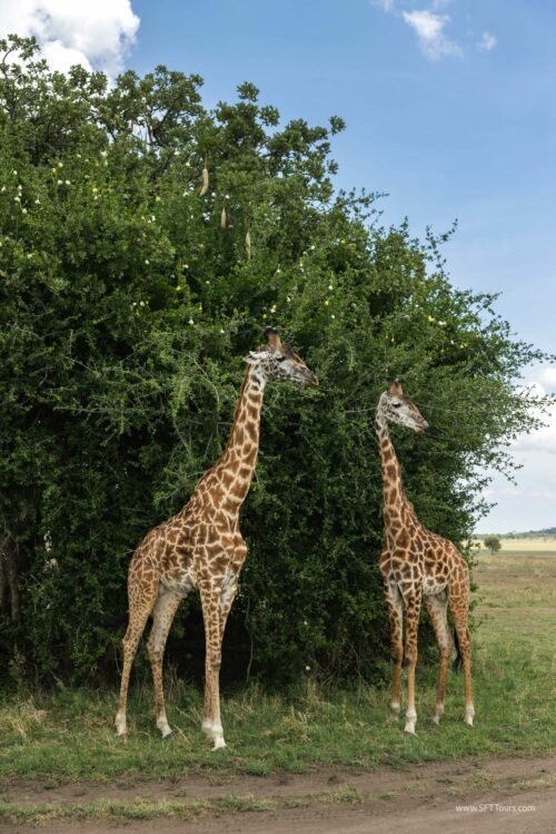 Tanzania_Luxe_Nov24_L-527