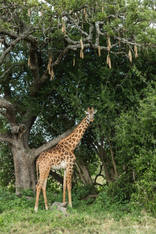 Tanzania_Luxe_Nov24_L-529