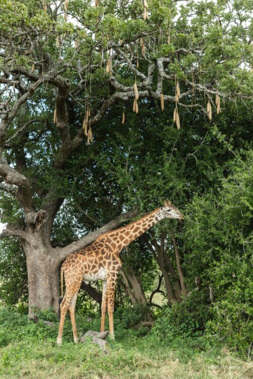 Tanzania_Luxe_Nov24_L-530