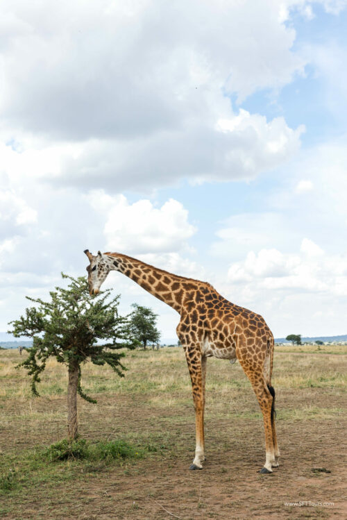 Tanzania_Luxe_Nov24_L-532