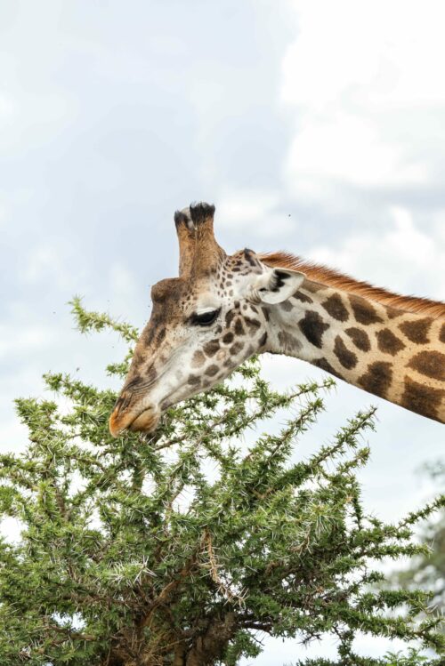 Tanzania_Luxe_Nov24_L-533
