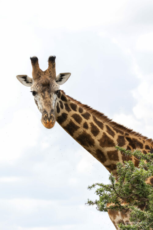 Tanzania_Luxe_Nov24_L-537