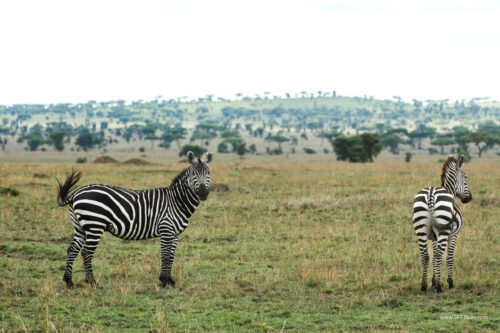Tanzania_Luxe_Nov24_L-551