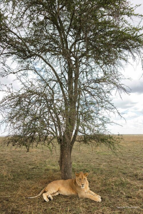 Tanzania_Luxe_Nov24_L-554