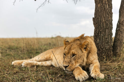 Tanzania_Luxe_Nov24_L-556