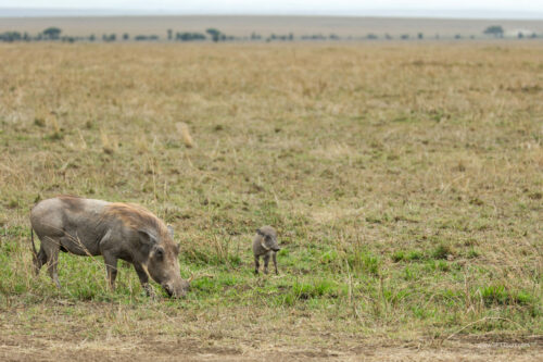 Tanzania_Luxe_Nov24_L-561