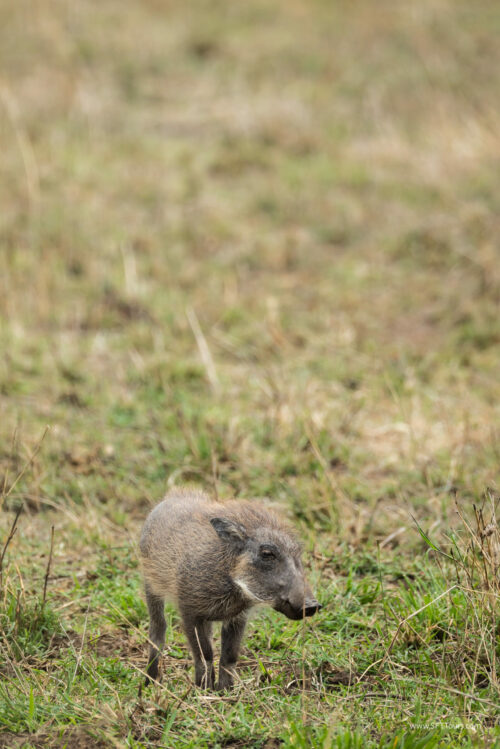 Tanzania_Luxe_Nov24_L-562