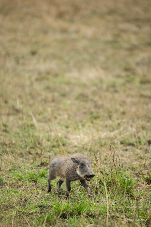 Tanzania_Luxe_Nov24_L-564