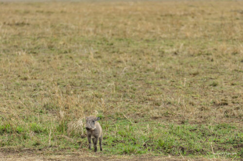 Tanzania_Luxe_Nov24_L-565
