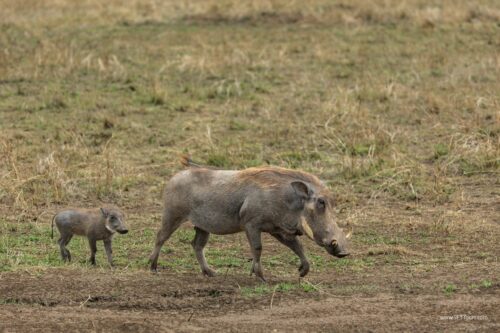 Tanzania_Luxe_Nov24_L-566