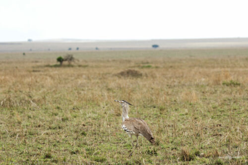 Tanzania_Luxe_Nov24_L-568