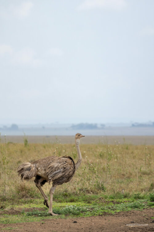 Tanzania_Luxe_Nov24_L-570