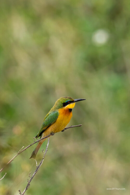 Tanzania_Luxe_Nov24_L-572
