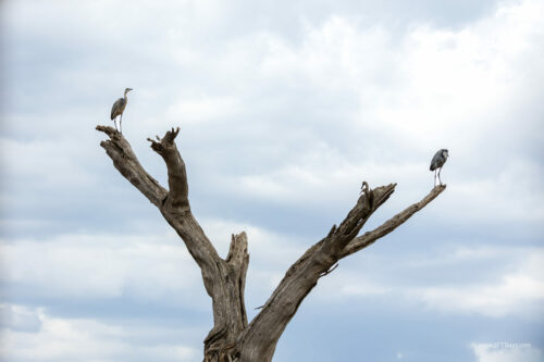 Tanzania_Luxe_Nov24_L-577