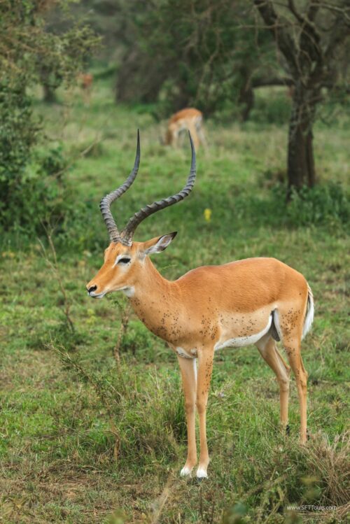 Tanzania_Luxe_Nov24_L-580