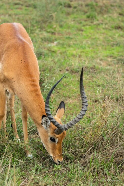 Tanzania_Luxe_Nov24_L-583