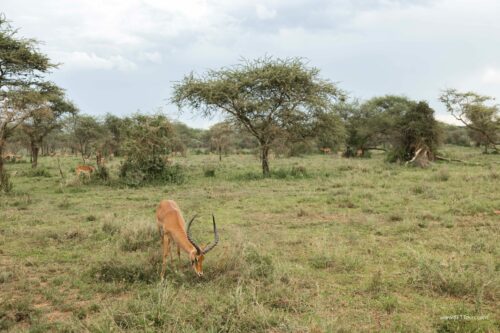 Tanzania_Luxe_Nov24_L-584